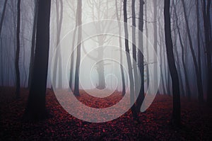 Red leaves in forest with fog on Halloween