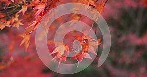 Red leaves at the forest in Gifu Japan autumn