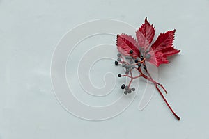 Red leaves of girlish wild grape on gray wooden background. Top view. Flat lay. Autumn composition photo