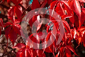 Red leaves of girlish wild grape or parthenocissus against defocused background. Autumn background. Selective focus photo