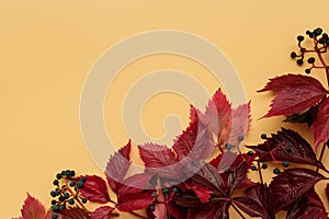 Red leaves of girlish wild grape or parthenocissus on orange background. Top view. Flat lay. Autumn composition photo