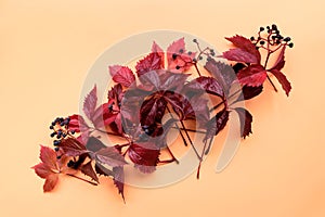 Red leaves of girlish wild grape or parthenocissus on orange background. Top view. Flat lay. Autumn composition