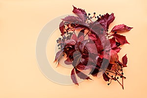 Red leaves of girlish wild grape or parthenocissus on orange background. Top view. Flat lay. Autumn composition photo