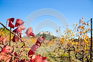 Red leaves of grapes of grape plantings in autumn. photo