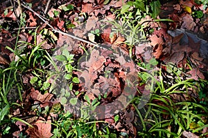 Red leaves and green grass on the ground of the fall forest