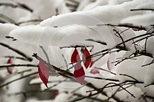 Red leaves hang on a limb during a snow storm.