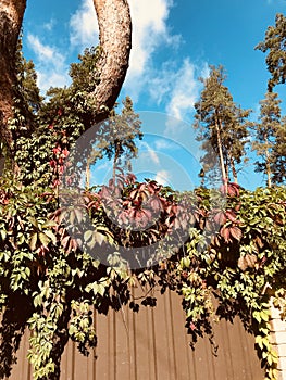 Red leaves hang over a fence in front of autumn pine trees