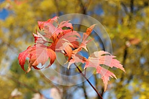 Red leaves hanging on the tree