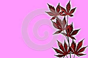 Red leaves isolated