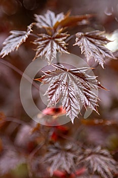 Red leaves of Japanese maple.