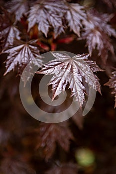 Red leaves of Japanese maple.