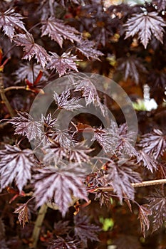 Red leaves of Japanese maple.