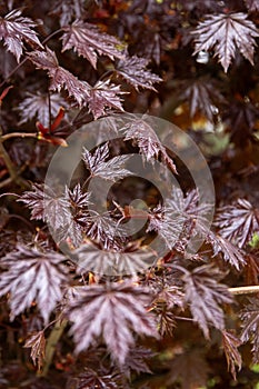 Red leaves of Japanese maple.