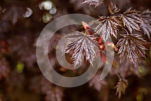 Red leaves of Japanese maple.