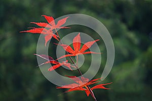 Red leaves of Japanese maple Acer palmatum