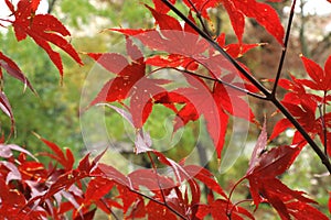 Red leaves of Japanese maple Acer palmatum atropurpureum ,