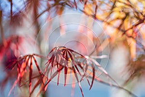 red leaves of Japanese maple on a blurred background of branches and sky