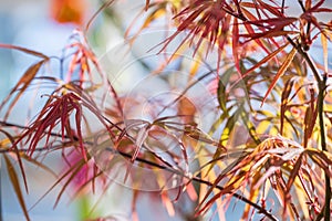 red leaves of Japanese maple on a blurred background of branches and sky