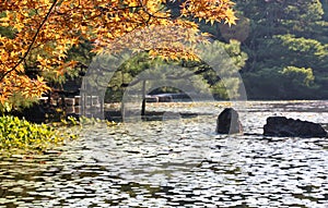 Red leaves of Japanese maple over the Seiho-ike pond at Heian-jingu Shrine. Kyoto. Japan