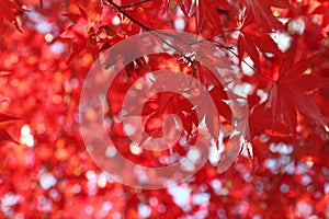 Red leaves of Japanese maple