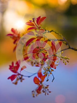 Red leaves of Japanese maple tree