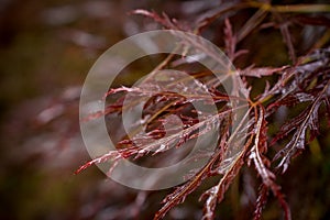 Red leaves of Japanese maples and water drops