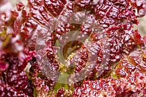 Red leaves lettuce macro in the summer garden