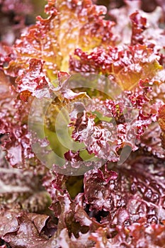 Red leaves lettuce macro in the summer garden