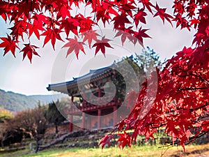 Red Leaves of Maple Tree at Dodong Seowon, Dalseonggun, Daegu, South Korea