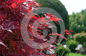 Red leaves of a maple tree in a garden