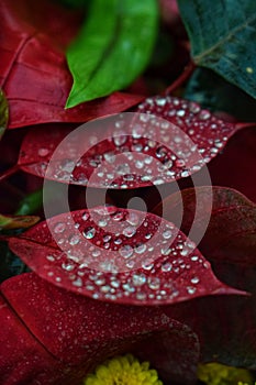 Red leaves with mist on the top which is blissfull.