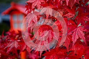 Red Leaves momiji of Acer Palmatum red emperor maple, palmate