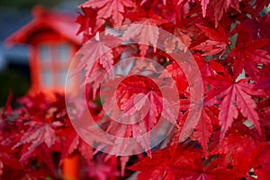 Red Leaves momiji of Acer Palmatum red emperor maple, palmate photo