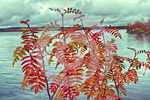 Red leaves of mountain ash covered with large drops of dew