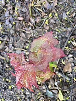 Red leaves in nature