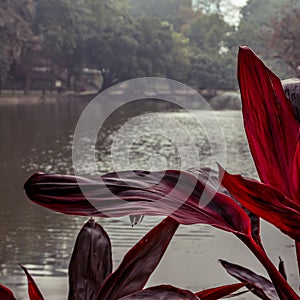 Red leaves overlook misty lake.