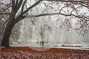 Red leaves in the park after first snow