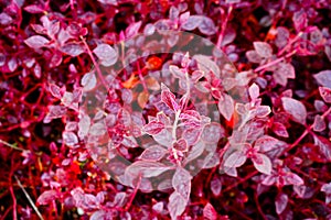 Red leaves pattern background