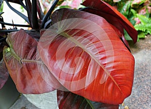 Red leaves of Philodendron Black Cardinal, a popular houseplant