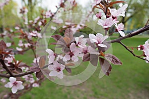 Red leaves and pink flowers on branch of Prunus pissardii