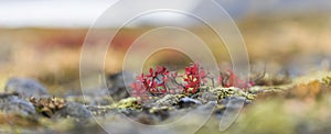 Red leaves plant in Scandinavia, Iceland