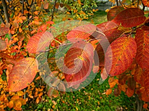 Red leaves of the plum tree. Mid of fall.