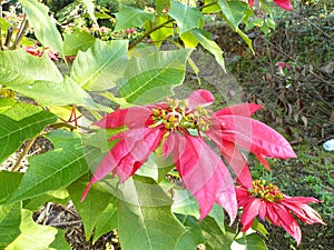 red leaves of Poinsettia