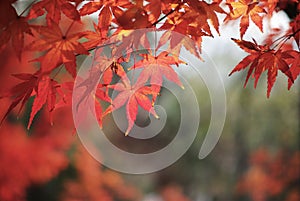 Red Leaves at Qixia Mountain, Nanjing China