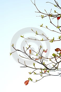 Red leaves of sea-almond tree