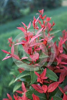 The red leaves of the red shoot plant or its scientific name is Syzygium myrtifolium