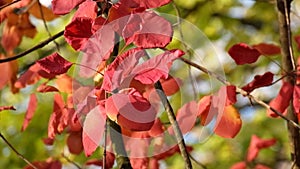 Red leaves of the smoke tree fluttered in the wind, illuminated by the rays of the autumn sun