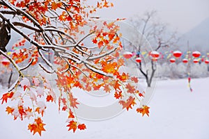 Red leaves in the snow