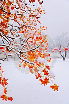 Red leaves in the snow
