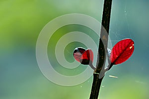 Red leaves standing alone - growing concept -with soft green background